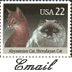 Abyssinian and Himalayan