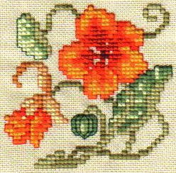 Nasturtiums