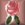 rose bullet