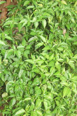 green chilli