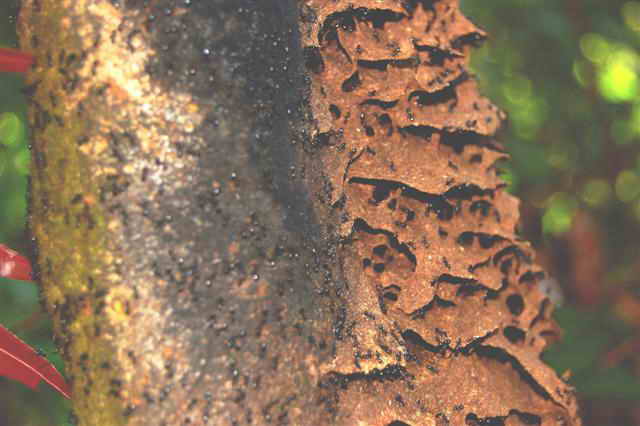 ant's nest