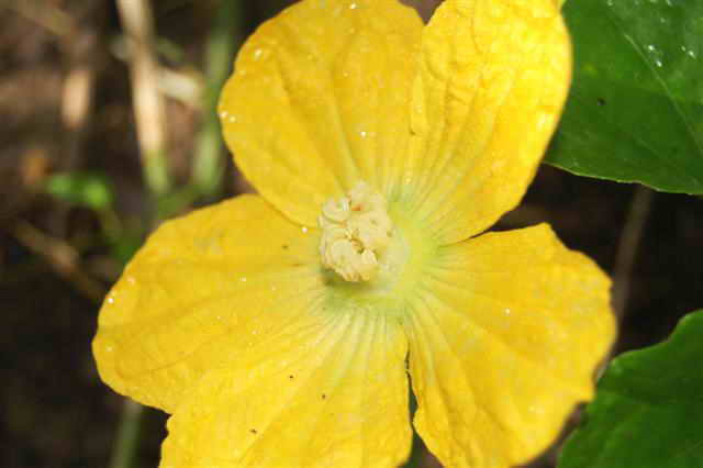 bitter melom flower