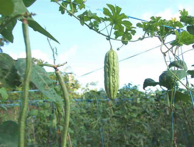 bitter melon