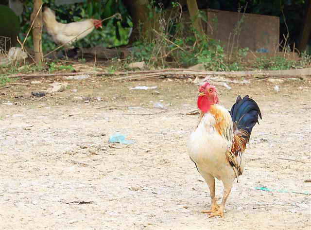free range chicken