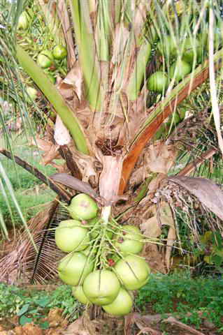 coconut tree