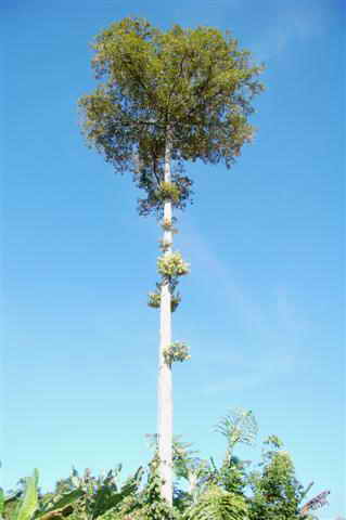 durian tree