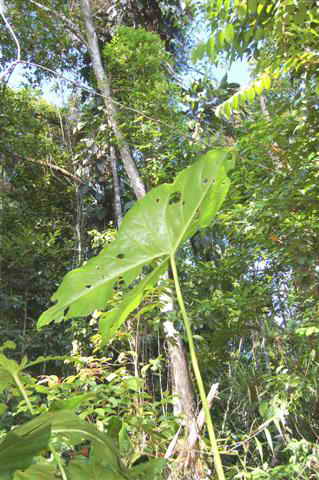 jungle leave
