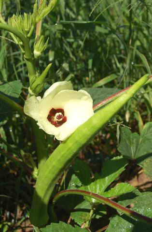 lady finger