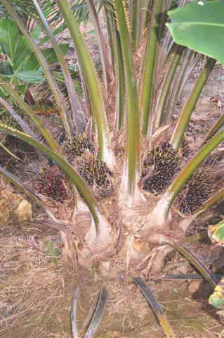 palm oil tree