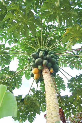 papaya tree
