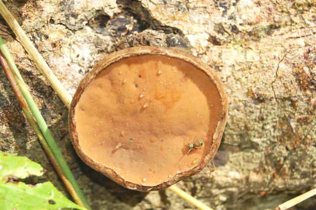 wild mushroom