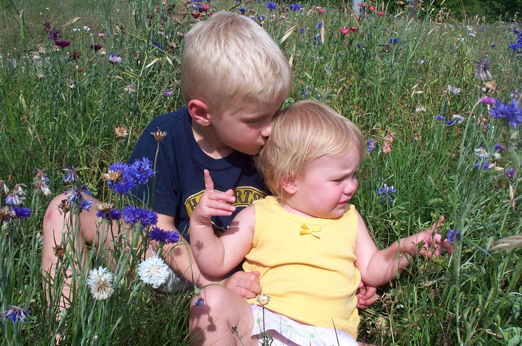 Texas Wildflowers