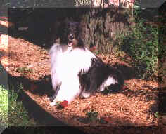 BAYLEE.jpg (15203 bytes)