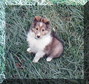 babytucker.jpg (112476 bytes)