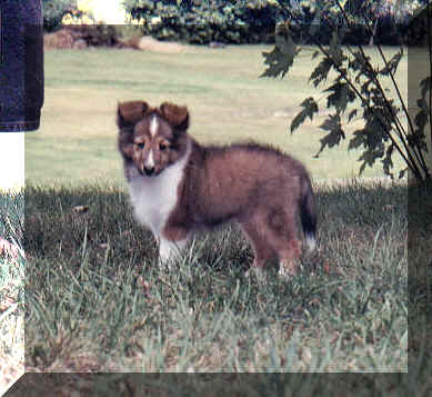 browndog.jpg (133046 bytes)
