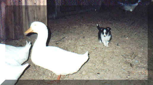 chaseducks.jpg (107936 bytes)