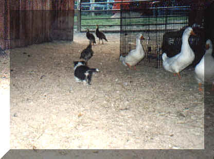 chaseducks2.jpg (108877 bytes)