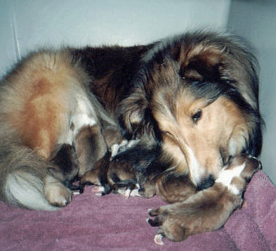 djpup.jpg (99404 bytes)