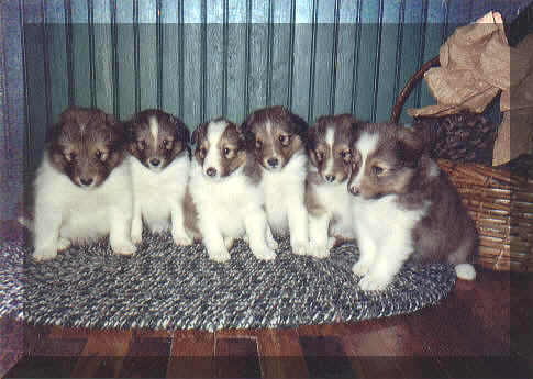 kpups.jpg (136941 bytes)