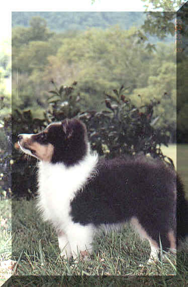 ogirl2.jpg (27505 bytes)