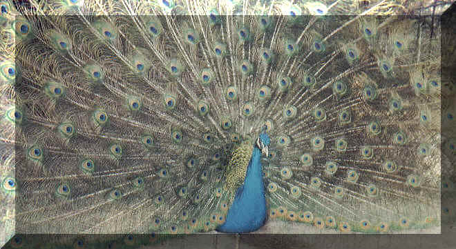 peacock.jpg (226847 bytes)