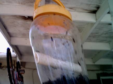 candy bottle, Fruit-Fly flavor, comes in different colors.