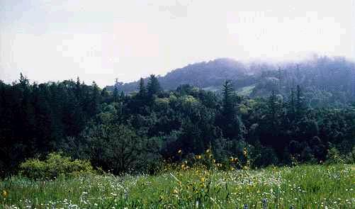 Stevens Creek
