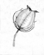 Bl�ten, Bl�tter und �ste...