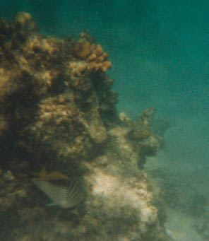 Hier ein paar Bilder von Unterwasser...