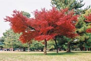 Aaaaaah, That Tree's On Fire! Oh, No, Never Mind
