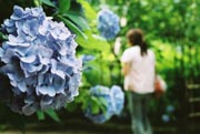 Hydrangea Galore
