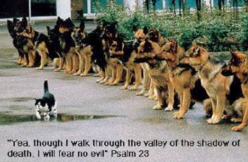 Brave Cat