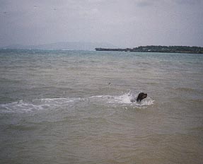 Dog swimming