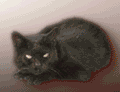 Garfield Doo Whine, The Alley Cat