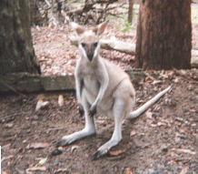 roo