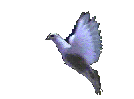 Pure White Dove