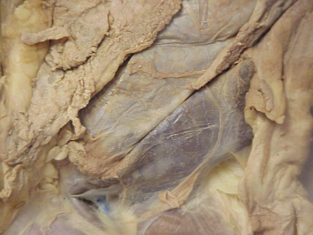 internal obliques