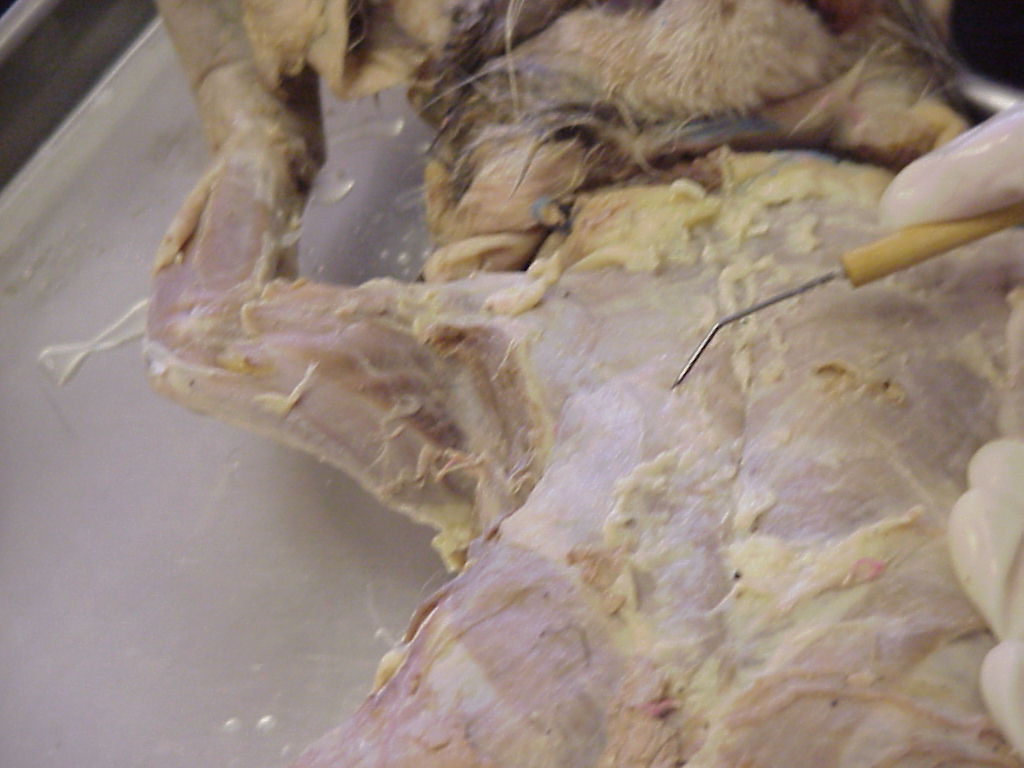 pectoralis major