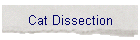 Cat Dissection