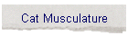 Cat Musculature
