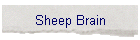 Sheep Brain