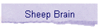 Sheep Brain