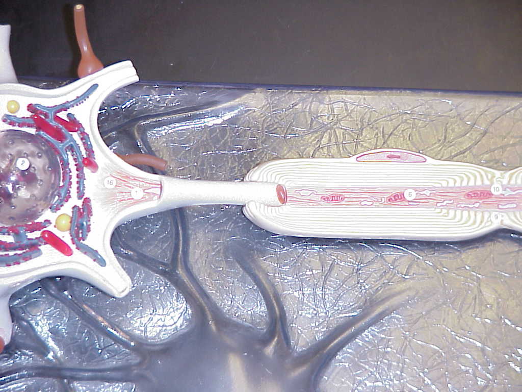 axon closeup