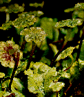 Kingdom Plantae
