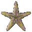 Starfish 
Twirling