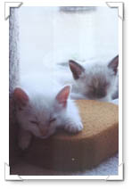 Sleepy Babies!