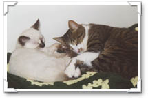 Aww, Freddie loves Nimbus!!