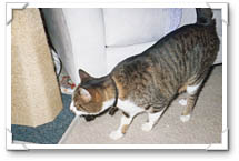 Phew!  Found my scratching post!
