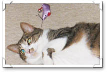 You can't get me, mousie!
