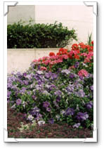 Flowers 01